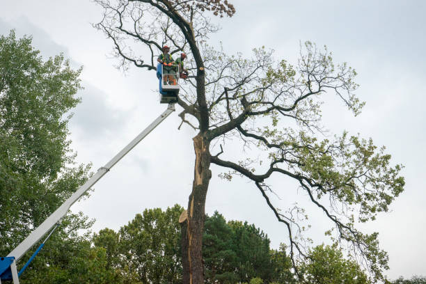 Best Commercial Tree Services  in , KY