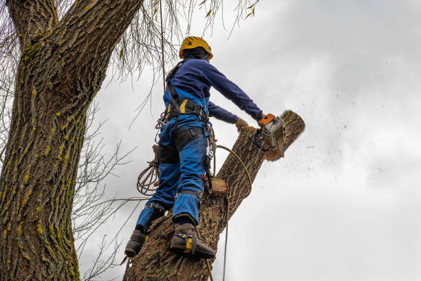 Best Stump Grinding and Removal  in , KY