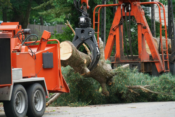 Best Tree Cabling and Bracing  in , KY