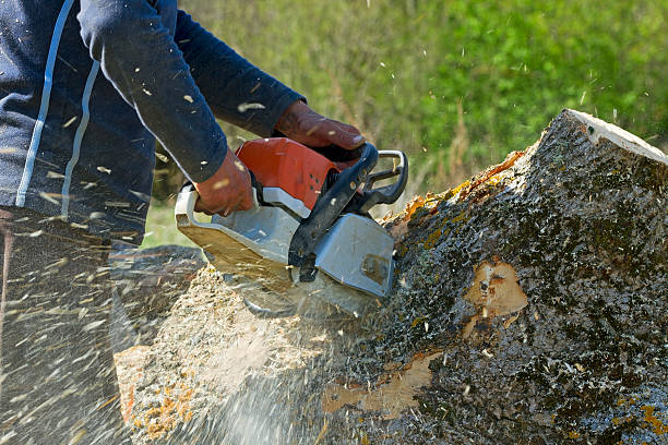 Best Fruit Tree Pruning  in , KY